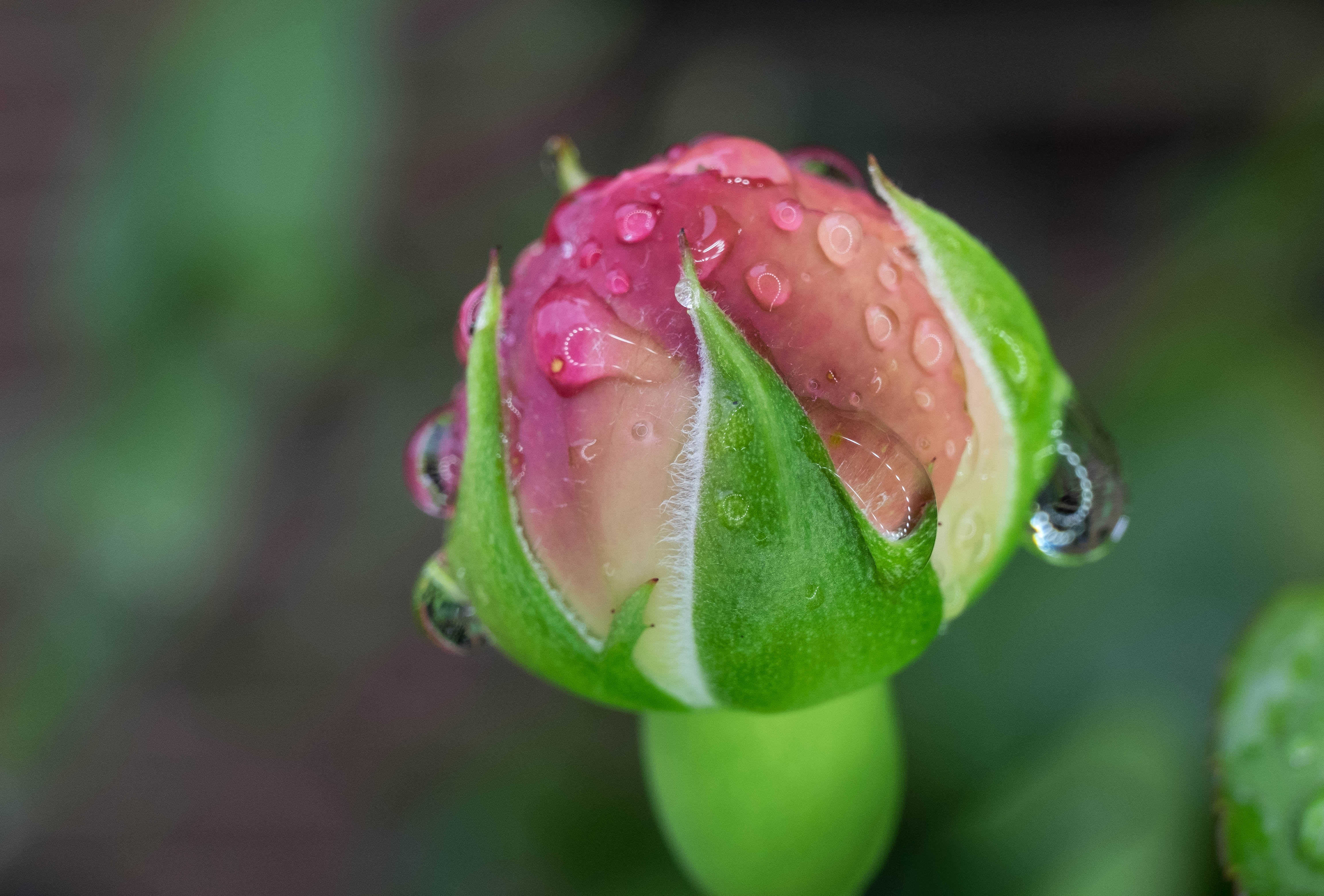 Closed Bud Waiting for Summer