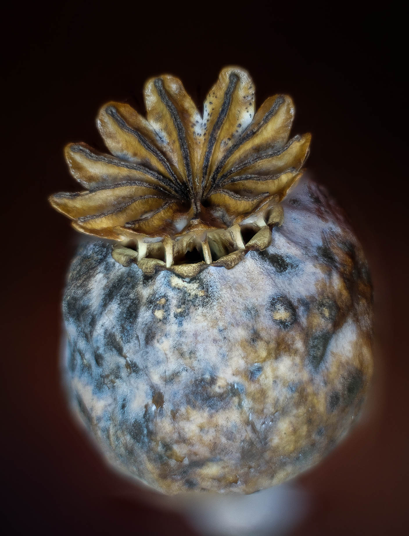 Focus Stacked Macro of Poppy Seed Head