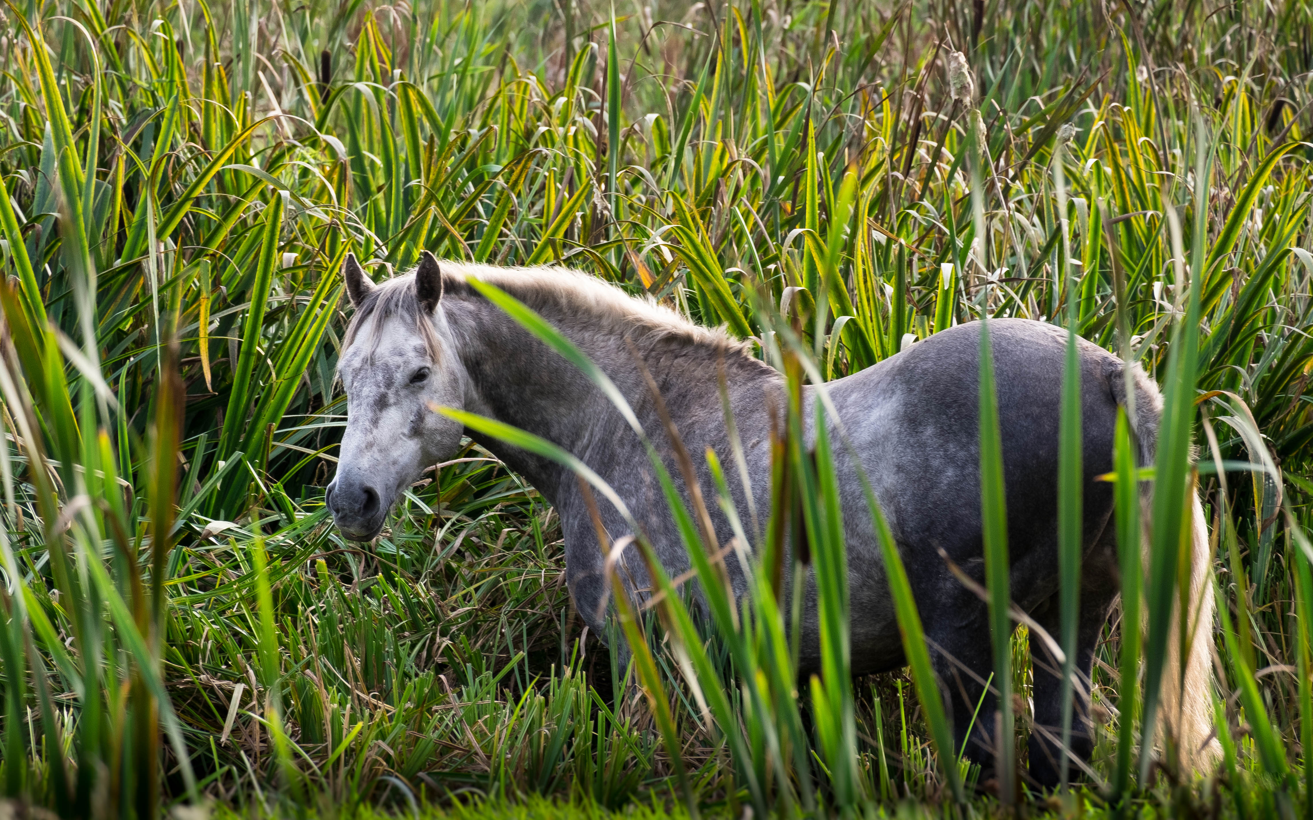 Grey Mare in the Bog of the Anne River Valley