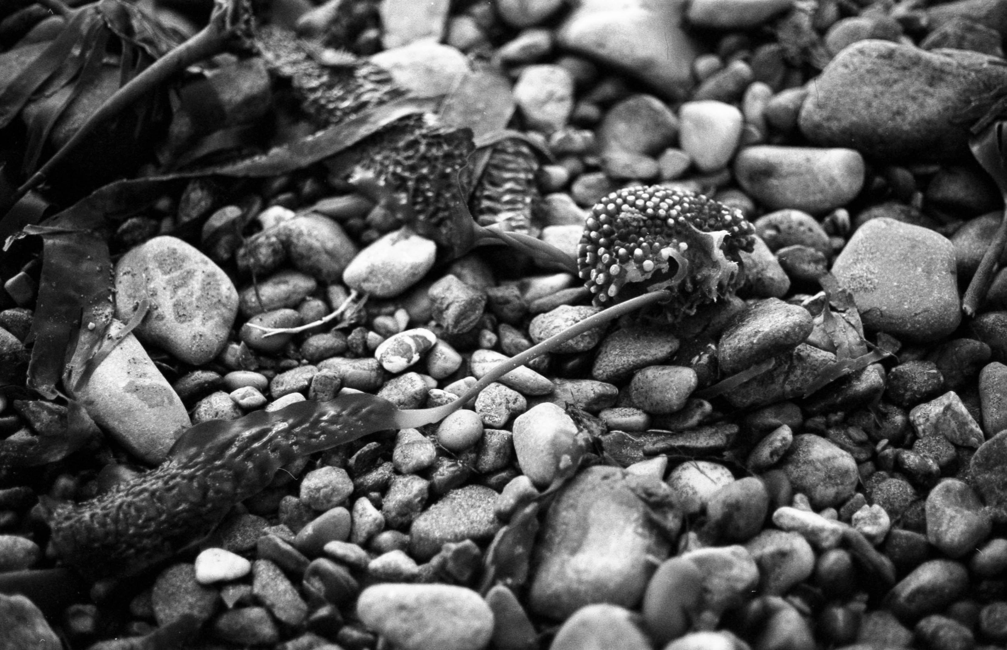 Stranger on the Shore